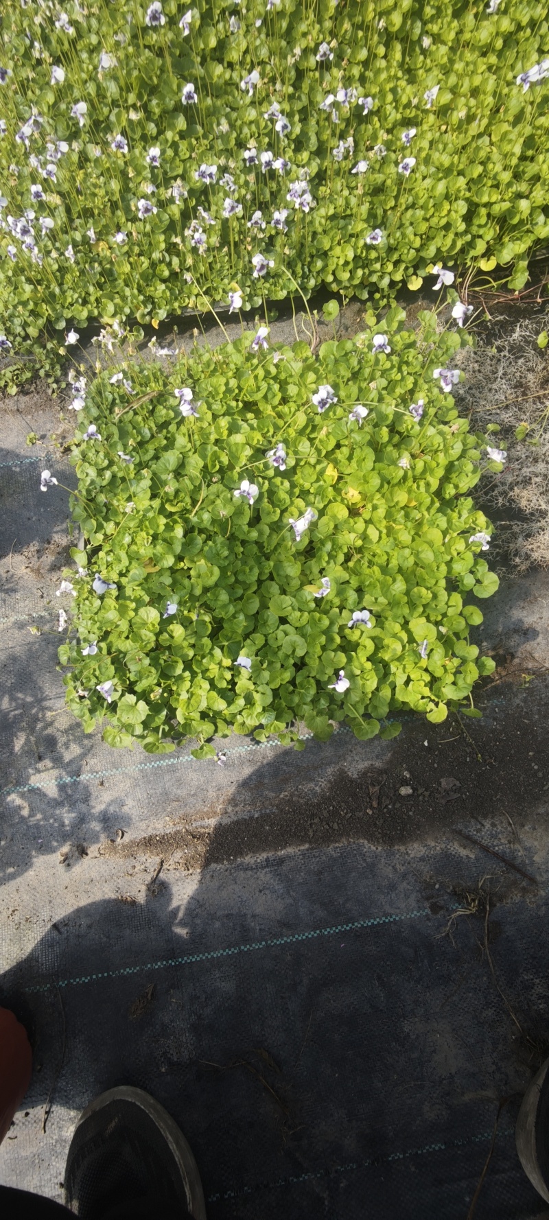 方盘佛甲草/方盘熊猫堇/量大价优/物美价廉