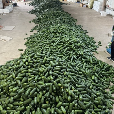 玛莎黄瓜大量有货支持各种批发市场一件代发