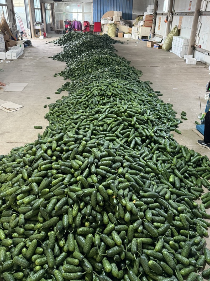 玛莎黄瓜大量有货支持各种批发市场一件代发