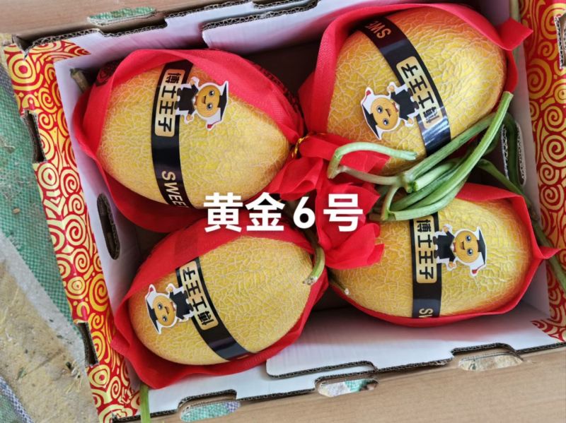 山东精品凤金6号哈密瓜/产地直发/诚信经营量大从优