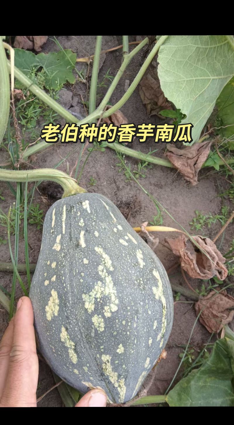 5万斤香芋南瓜直销价格实惠欢迎大家来采购