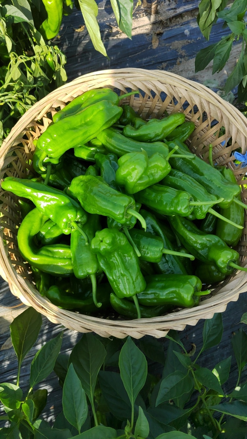 遂宁鲜辣椒芜湖椒，大量上市，欢迎老朋友采购，一手货源