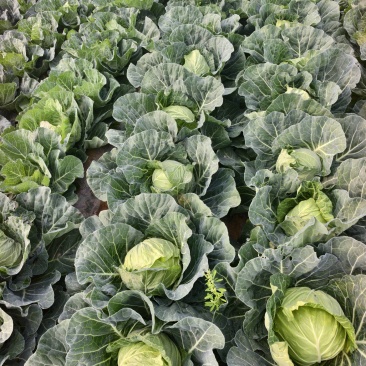 甘蓝卷心菜大量有货包菜墨玉