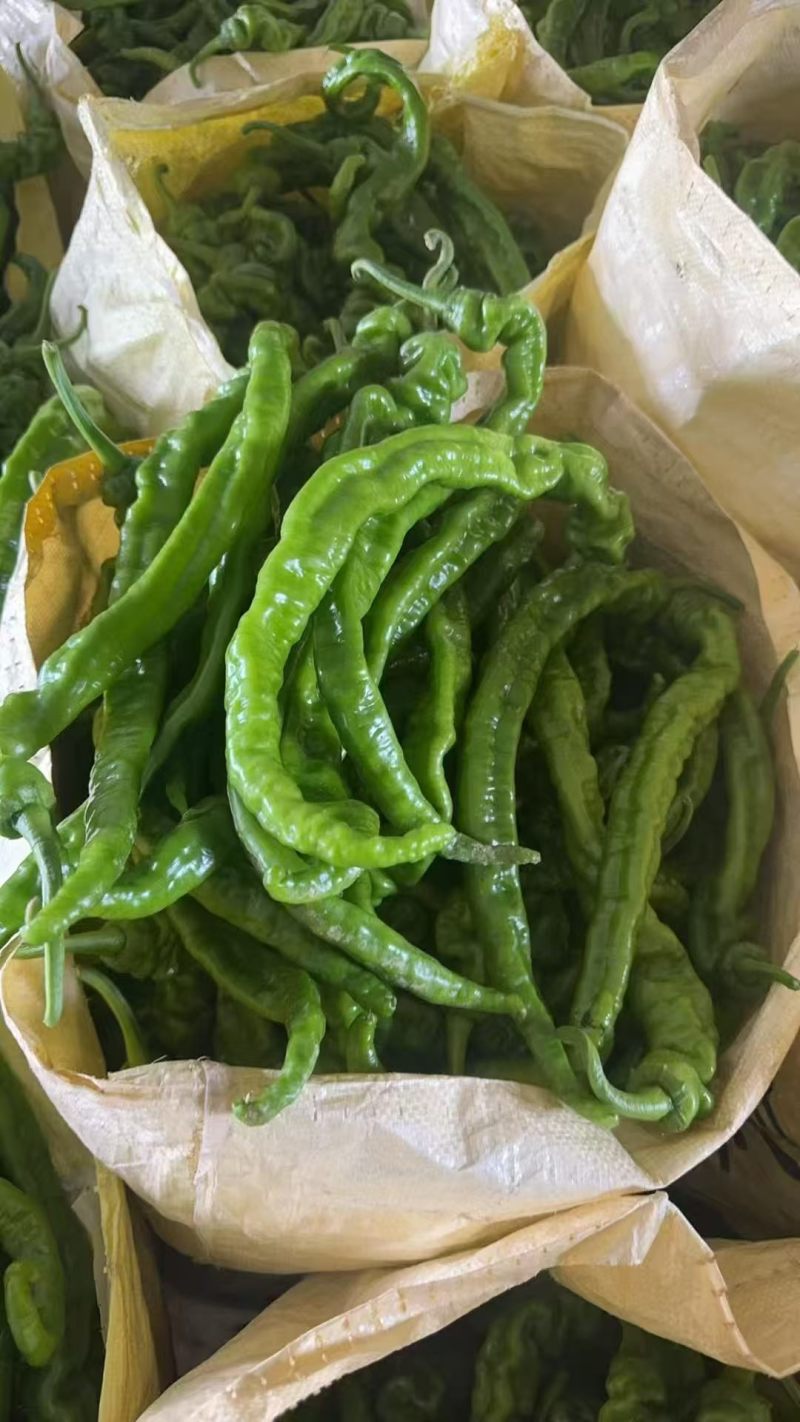螺丝椒大量上市