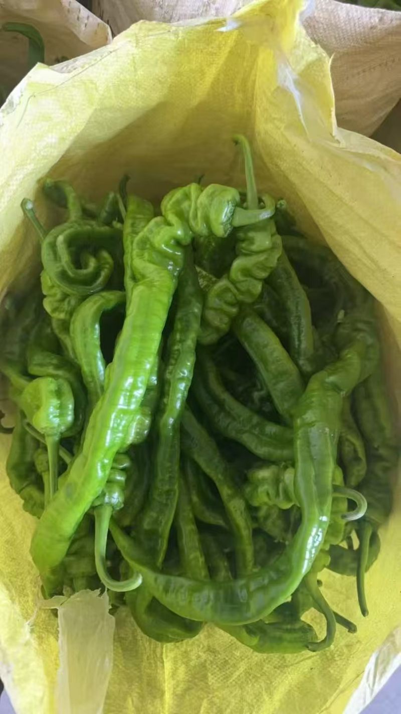 螺丝椒大量上市