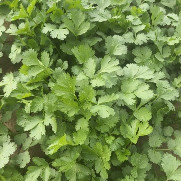 出售大叶香菜