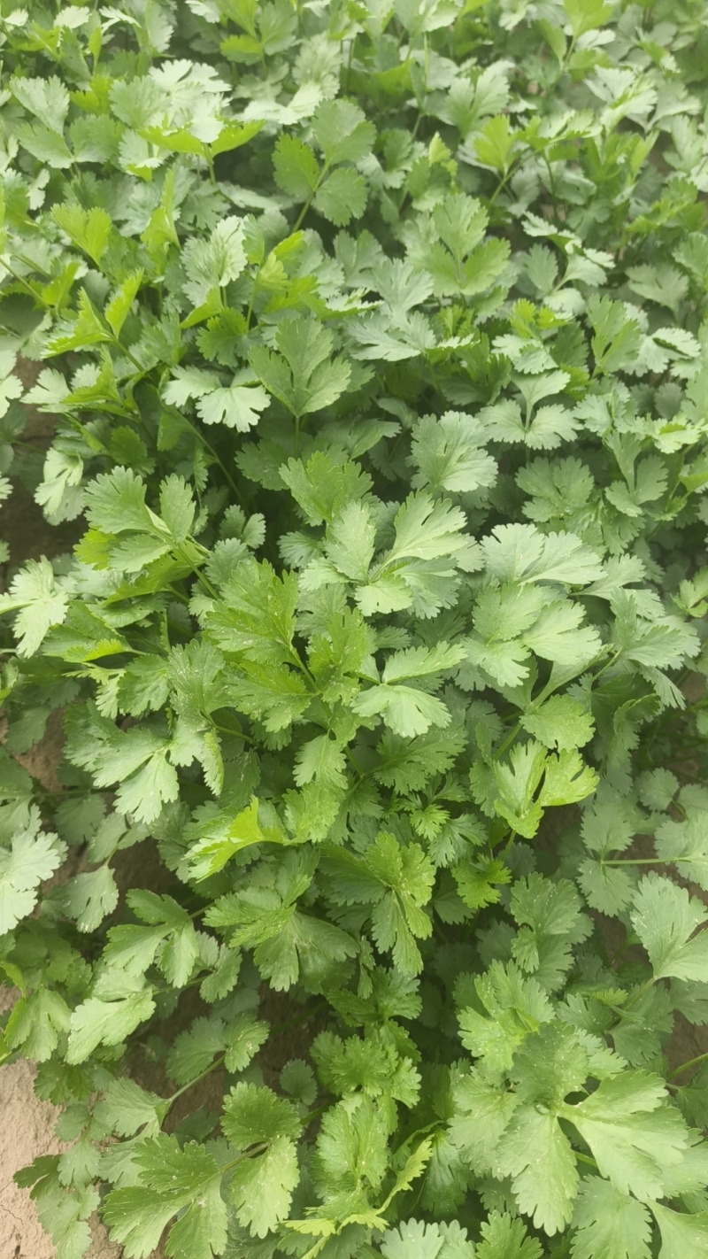 出售大叶香菜