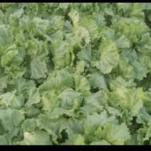 球生菜种植户大量供应