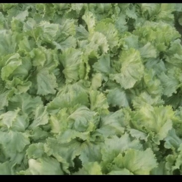 球生菜种植户大量供应
