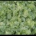 球生菜种植户大量供应
