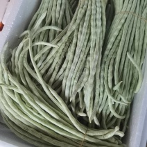广西横县白珠豆已大量上市，需要的老板联系我