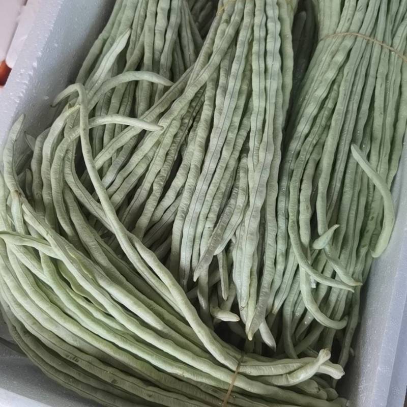 广西横县白珠豆已大量上市，需要的老板联系我