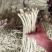 广西横县白珠豆已大量上市，需要的老板联系我