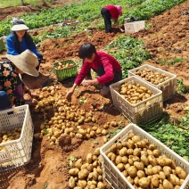 湖北恩施马尔科小土豆，恩施小土豆大量有货