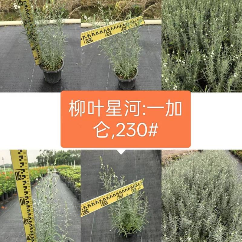 柳叶星河