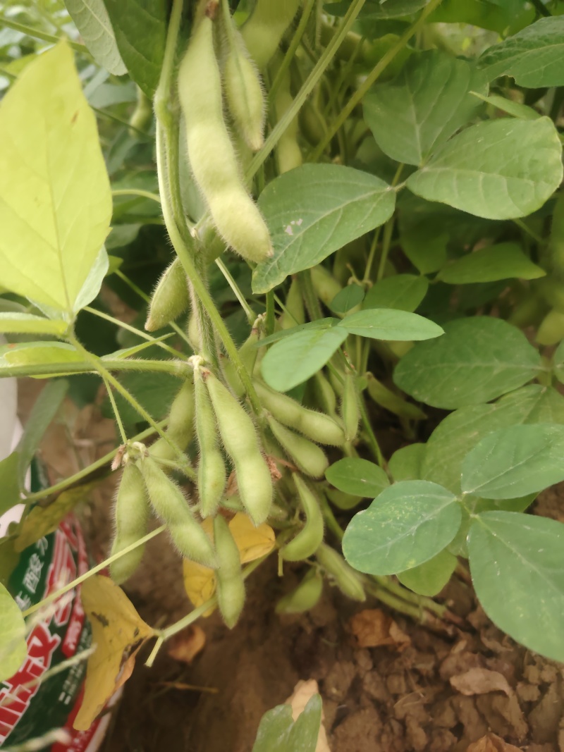 广西博白县毛豆种植基地，欢迎各地老板前来收购