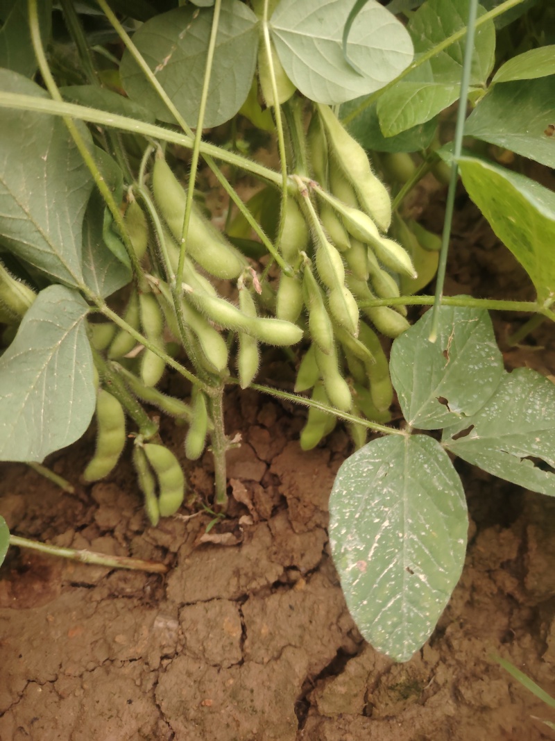 广西博白县毛豆种植基地，欢迎各地老板前来收购
