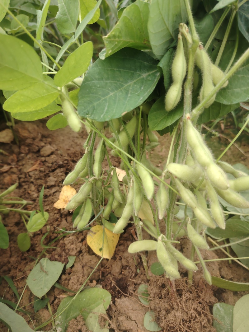 广西博白县毛豆种植基地，欢迎各地老板前来收购