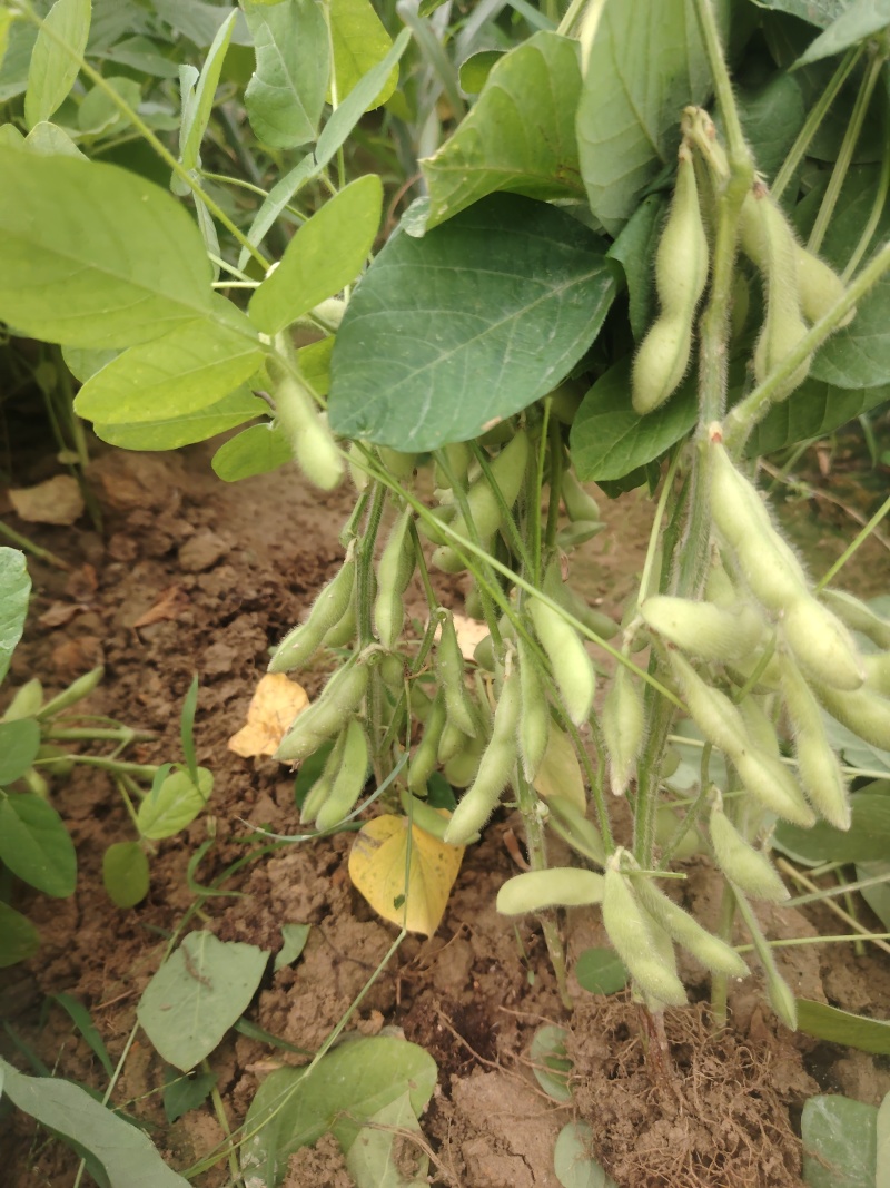 广西博白县毛豆种植基地，欢迎各地老板前来收购