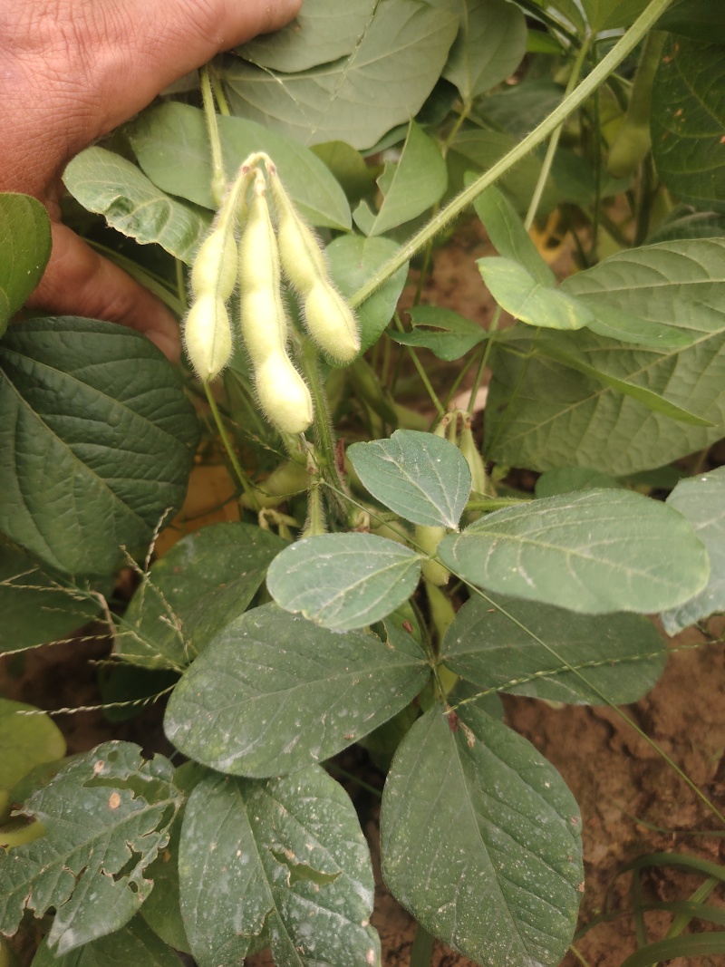 广西博白县毛豆种植基地，欢迎各地老板前来收购