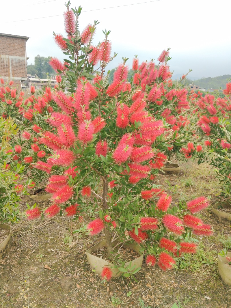 美花红千层/多花红千层，各种规格货源充足，价格优惠！