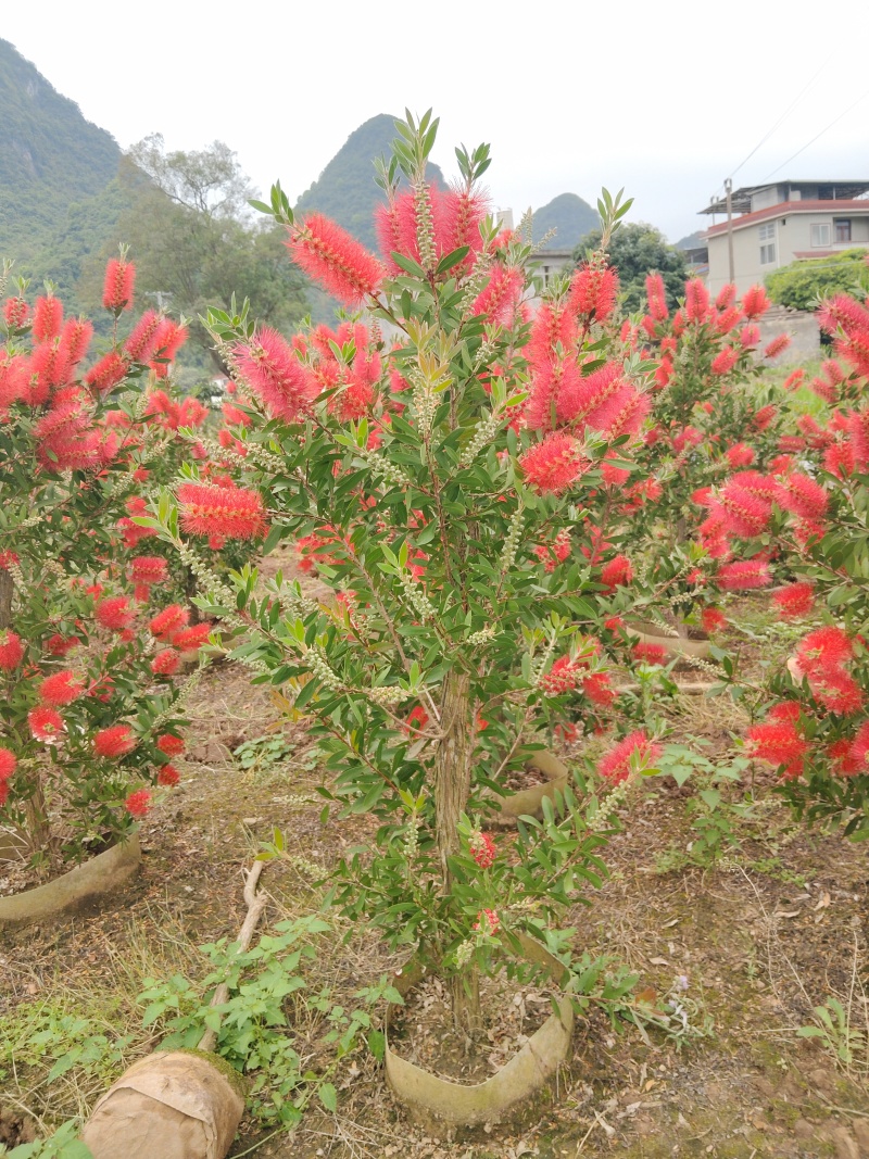 美花红千层/多花红千层，各种规格货源充足，价格优惠！