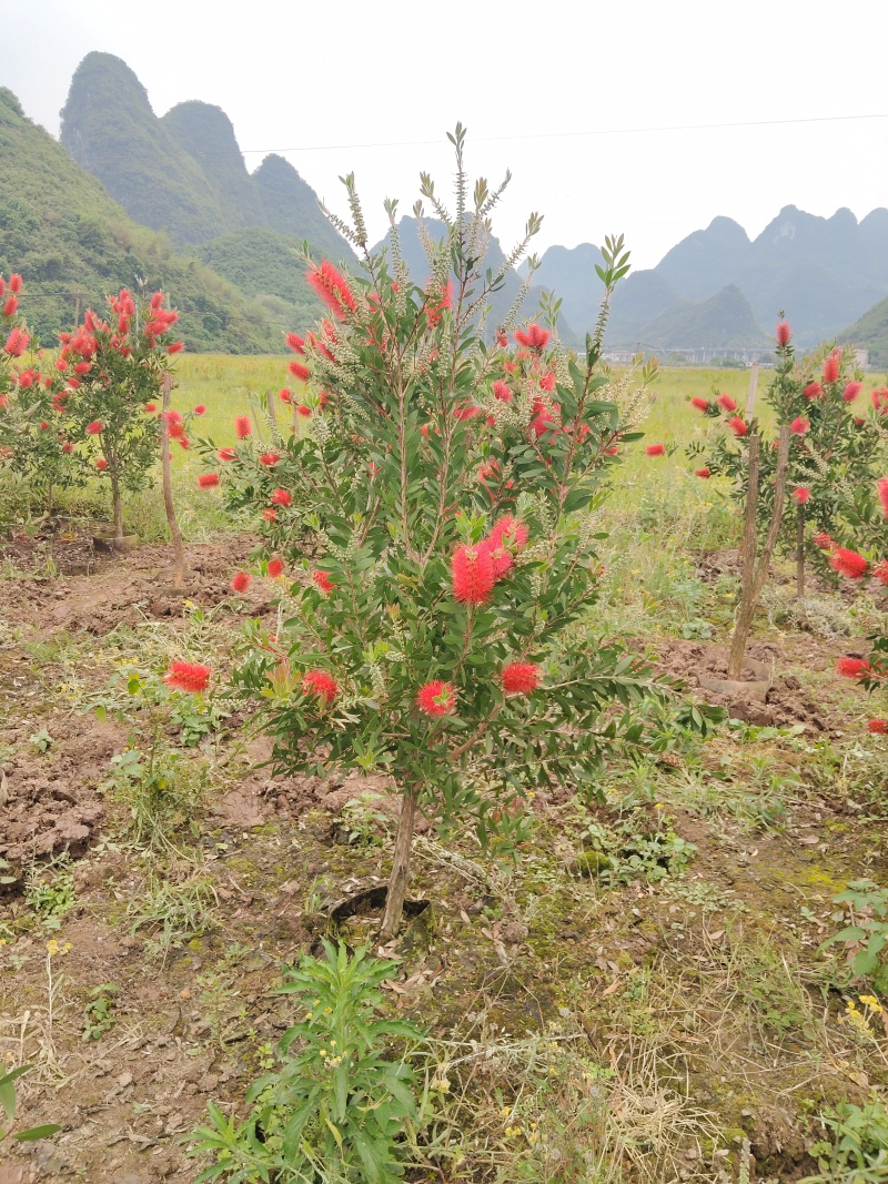 美花红千层/多花红千层，各种规格货源充足，价格优惠！