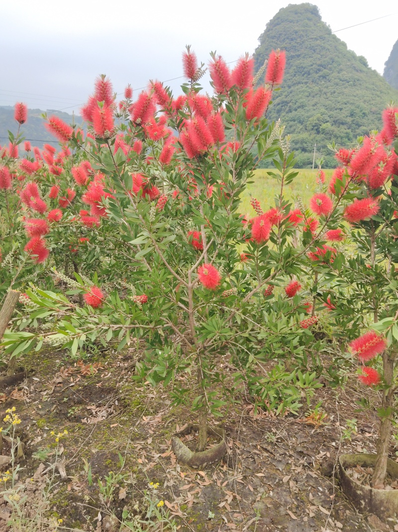 美花红千层/多花红千层，各种规格货源充足，价格优惠！