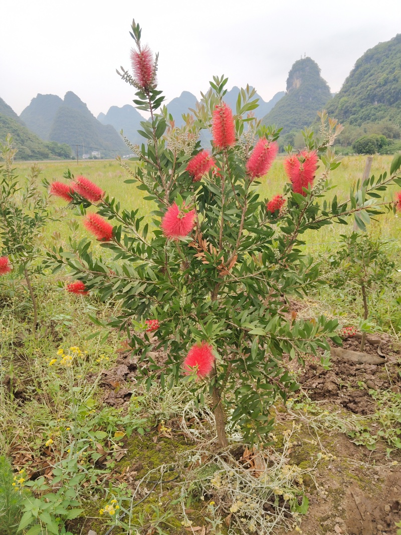 美花红千层/多花红千层，各种规格货源充足，价格优惠！