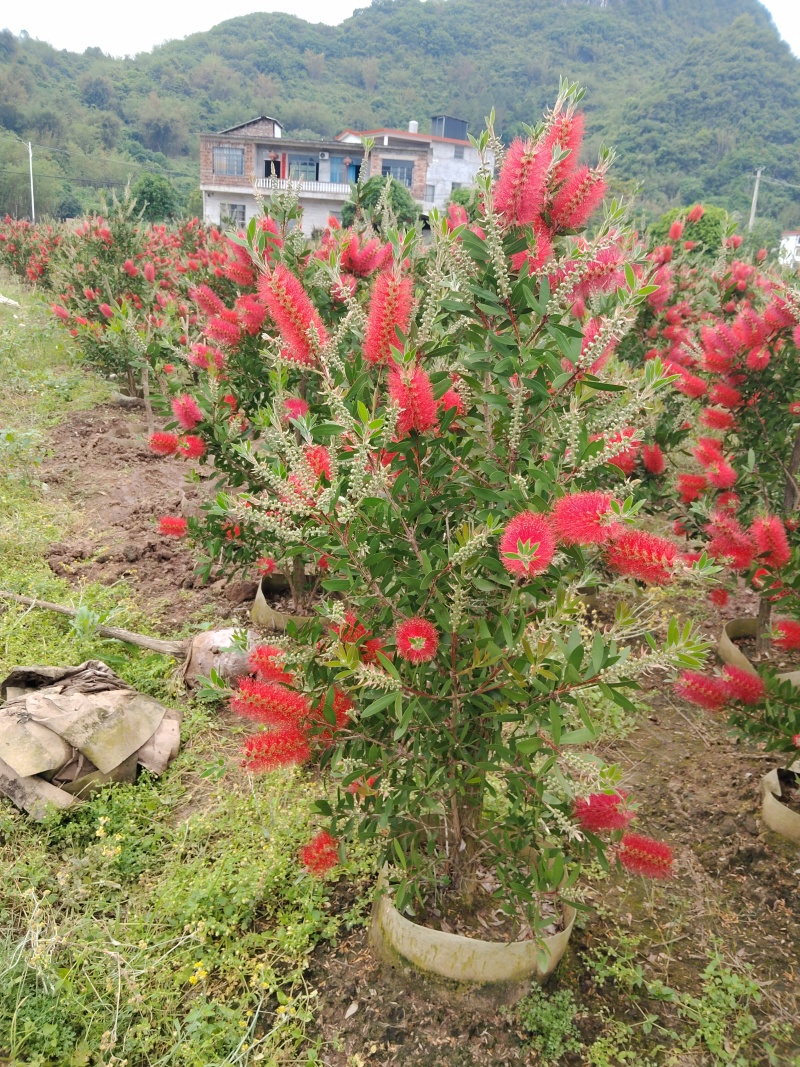 美花红千层/多花红千层，各种规格货源充足，价格优惠！