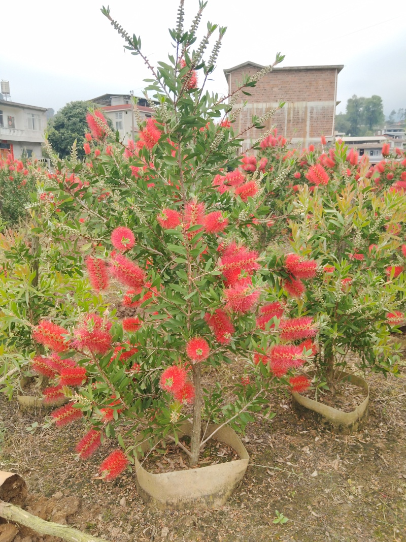 美花红千层/多花红千层，各种规格货源充足，价格优惠！