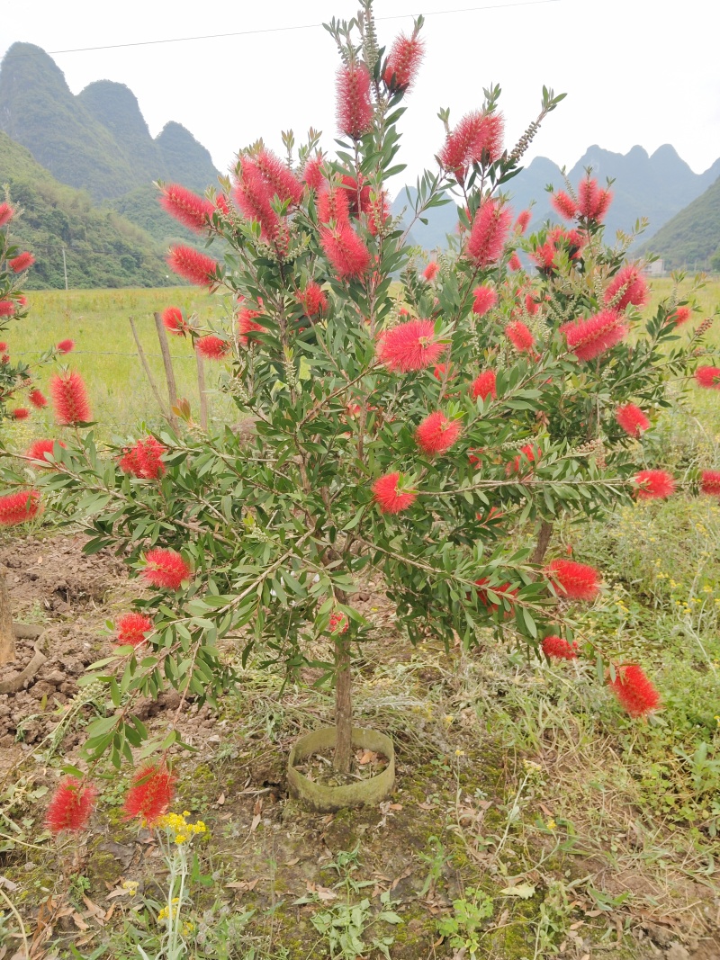 美花红千层/多花红千层，各种规格货源充足，价格优惠！