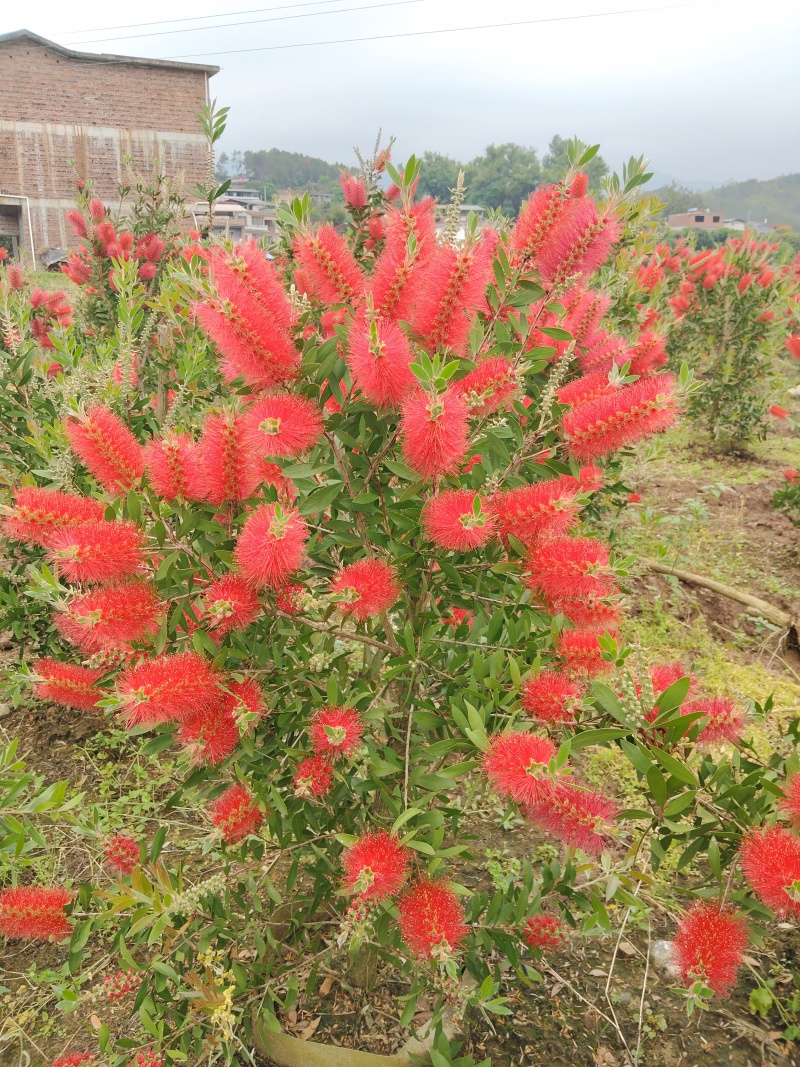 美花红千层/多花红千层，各种规格货源充足，价格优惠！