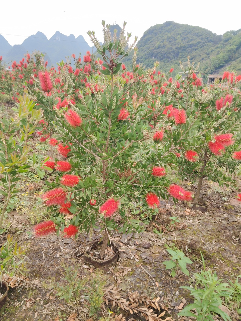 美花红千层/多花红千层，各种规格货源充足，价格优惠！