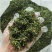 纯露天人工制作日照绿茶