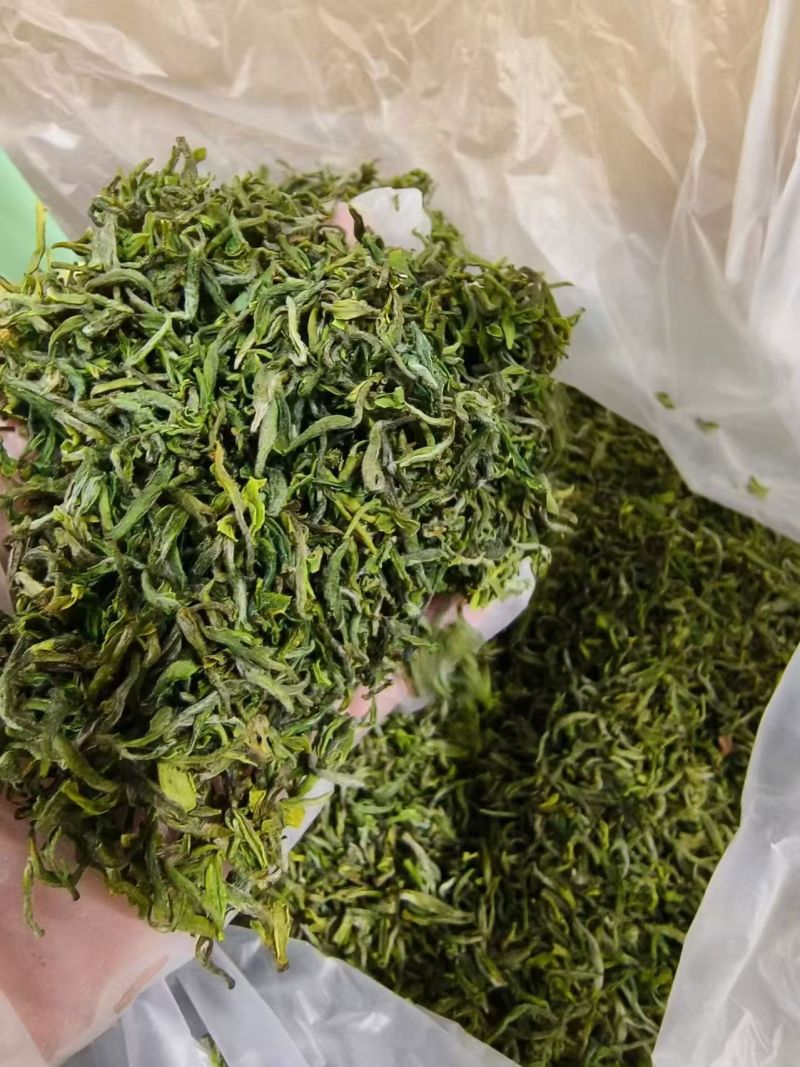 纯露天人工制作日照绿茶