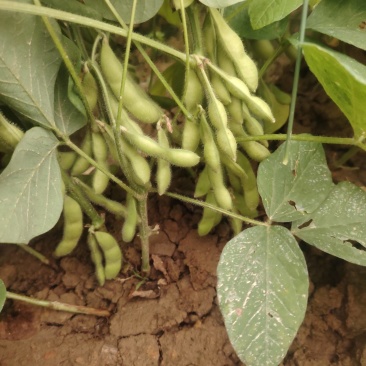 广西博白县毛豆种植基地，欢迎各地老板前来收购