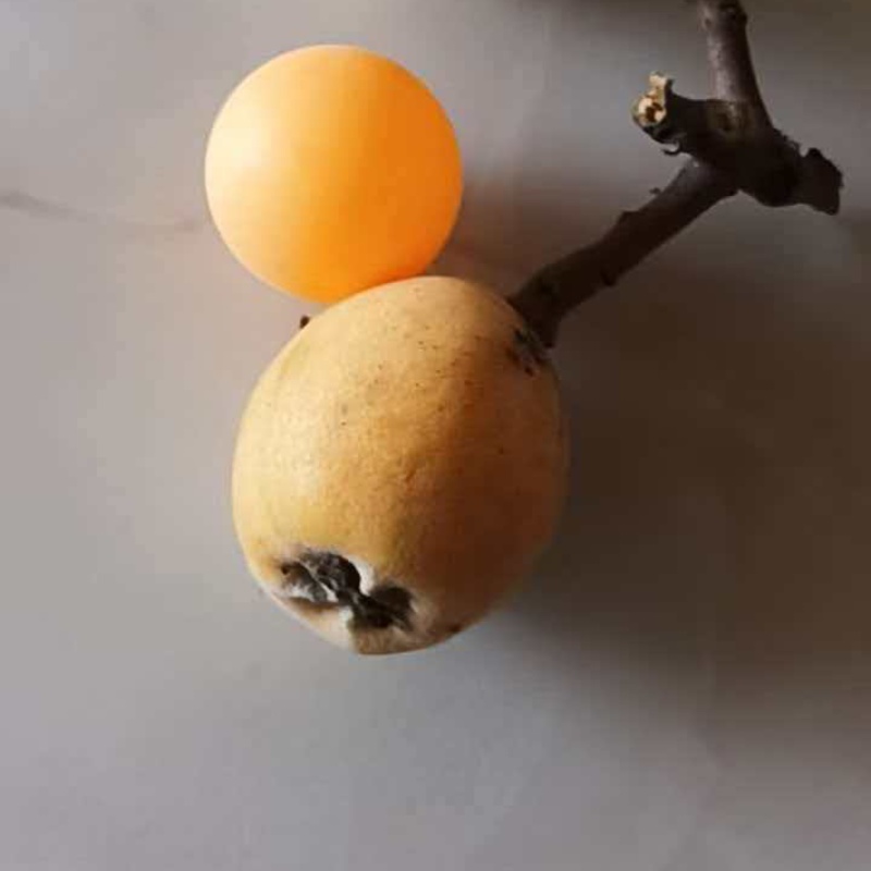 精品枇杷
