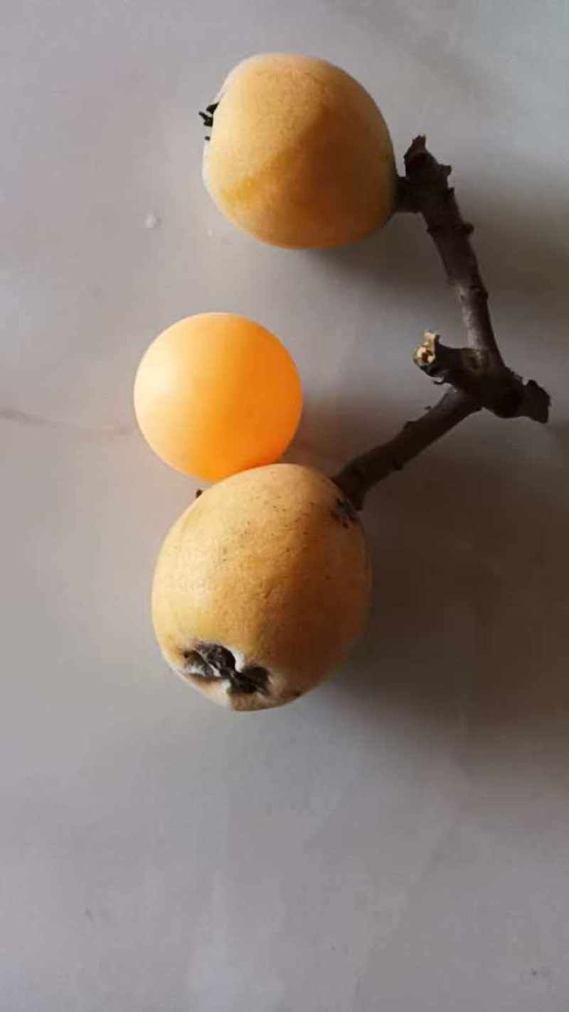 精品枇杷