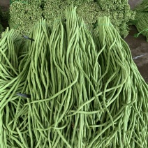 广东长豆角豇豆全国对接发货产地出件件好货合适老板来