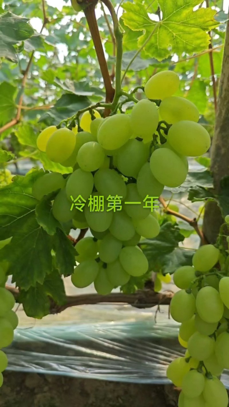 优质维多利亚
