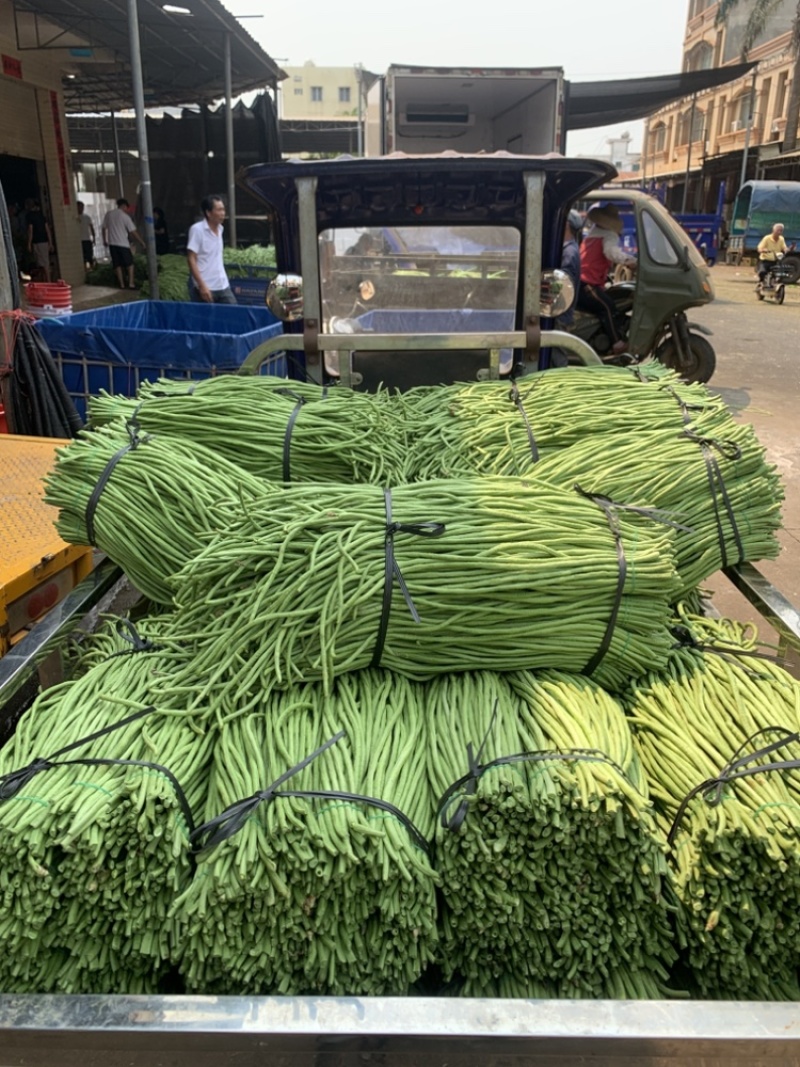 广东长豆角豇豆全国对接发货产地出件件好货合适老板来