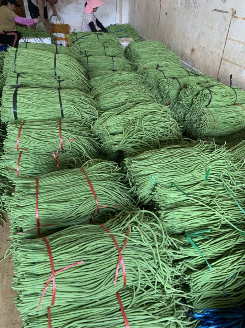 广东长豆角豇豆全国对接发货产地出件件好货合适老板来