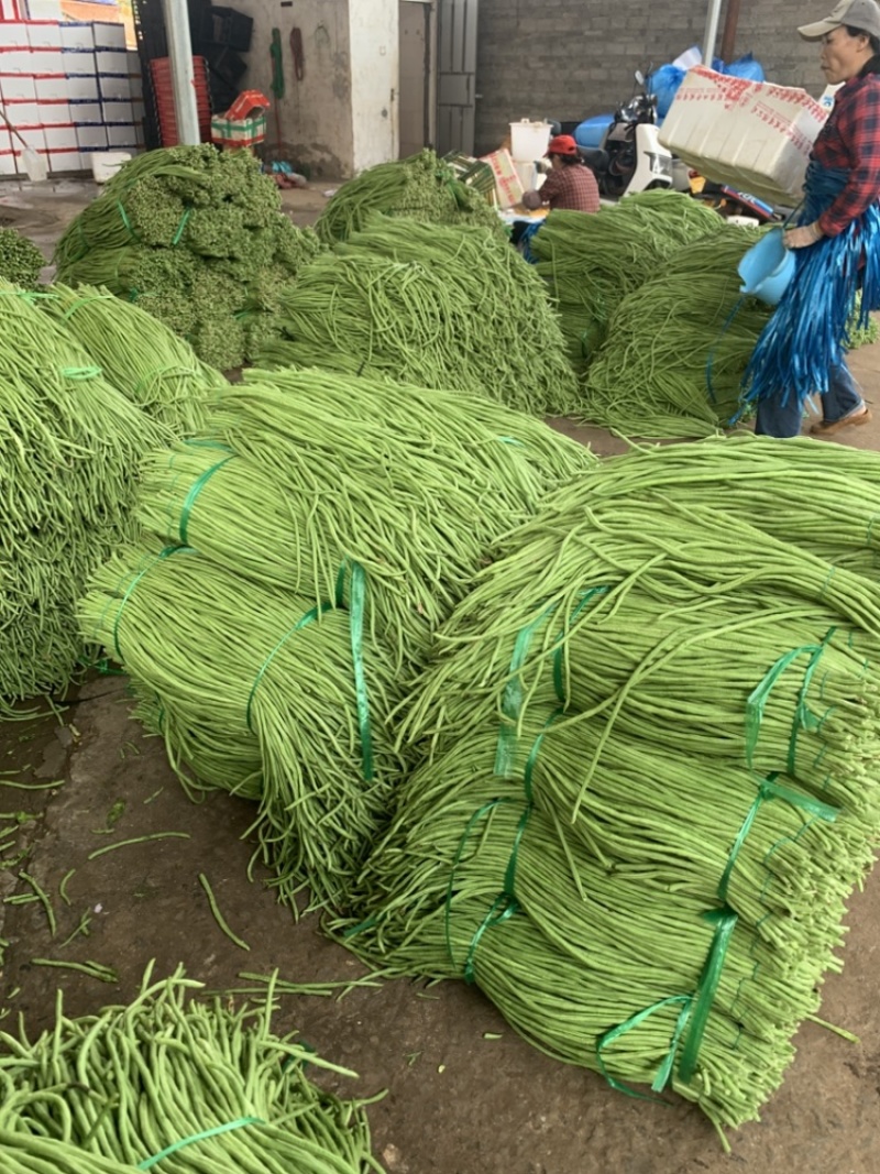 广东长豆角豇豆全国对接发货产地出件件好货合适老板来