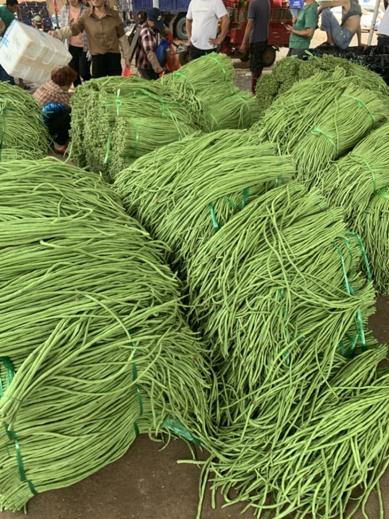 广东长豆角豇豆全国对接发货产地出件件好货合适老板来