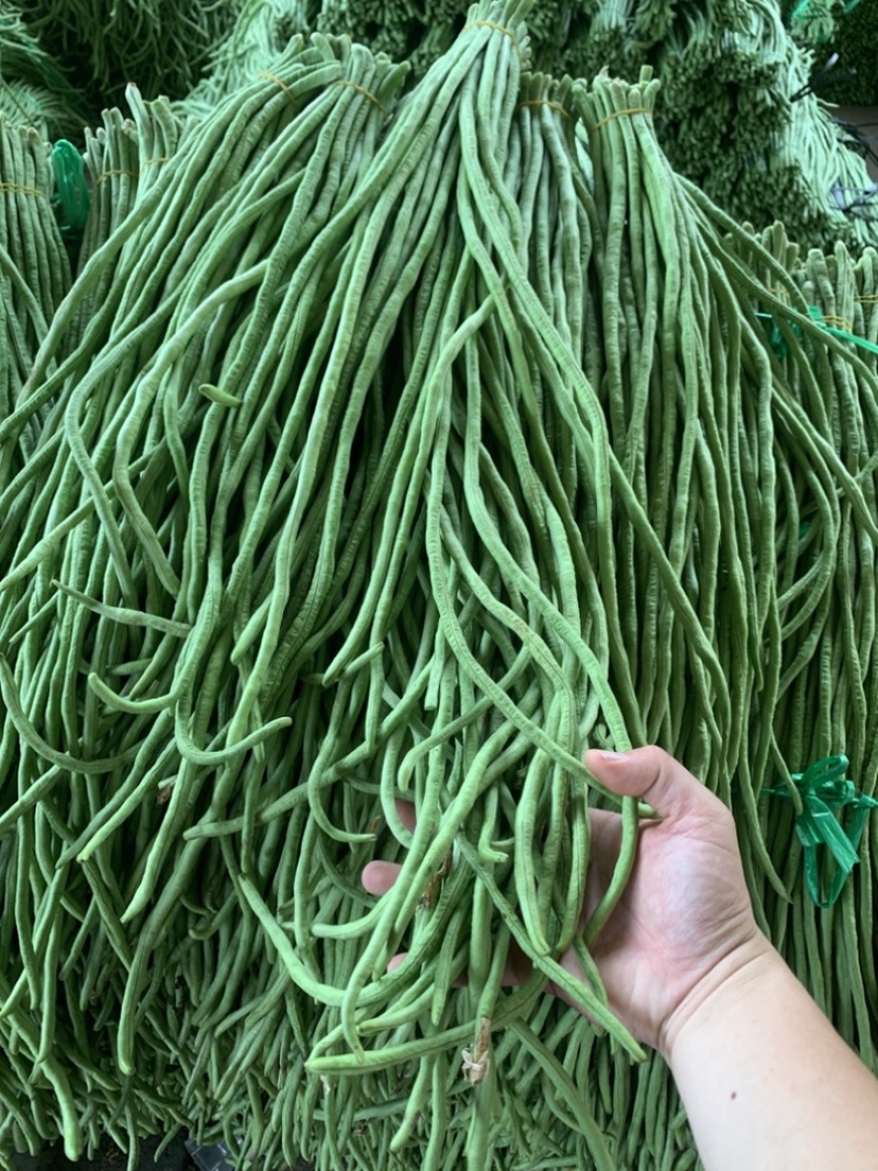 广东长豆角豇豆全国对接发货产地出件件好货合适老板来
