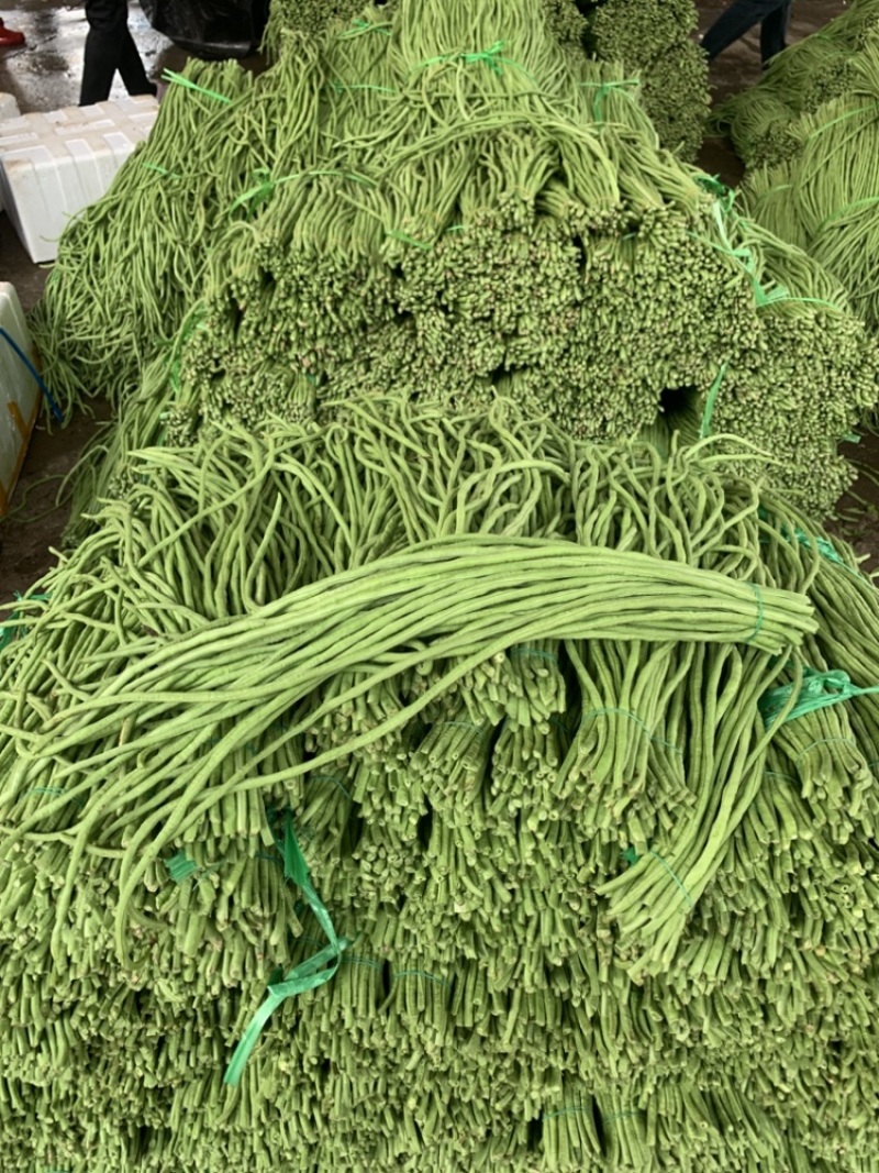广东长豆角豇豆全国对接发货产地出件件好货合适老板来