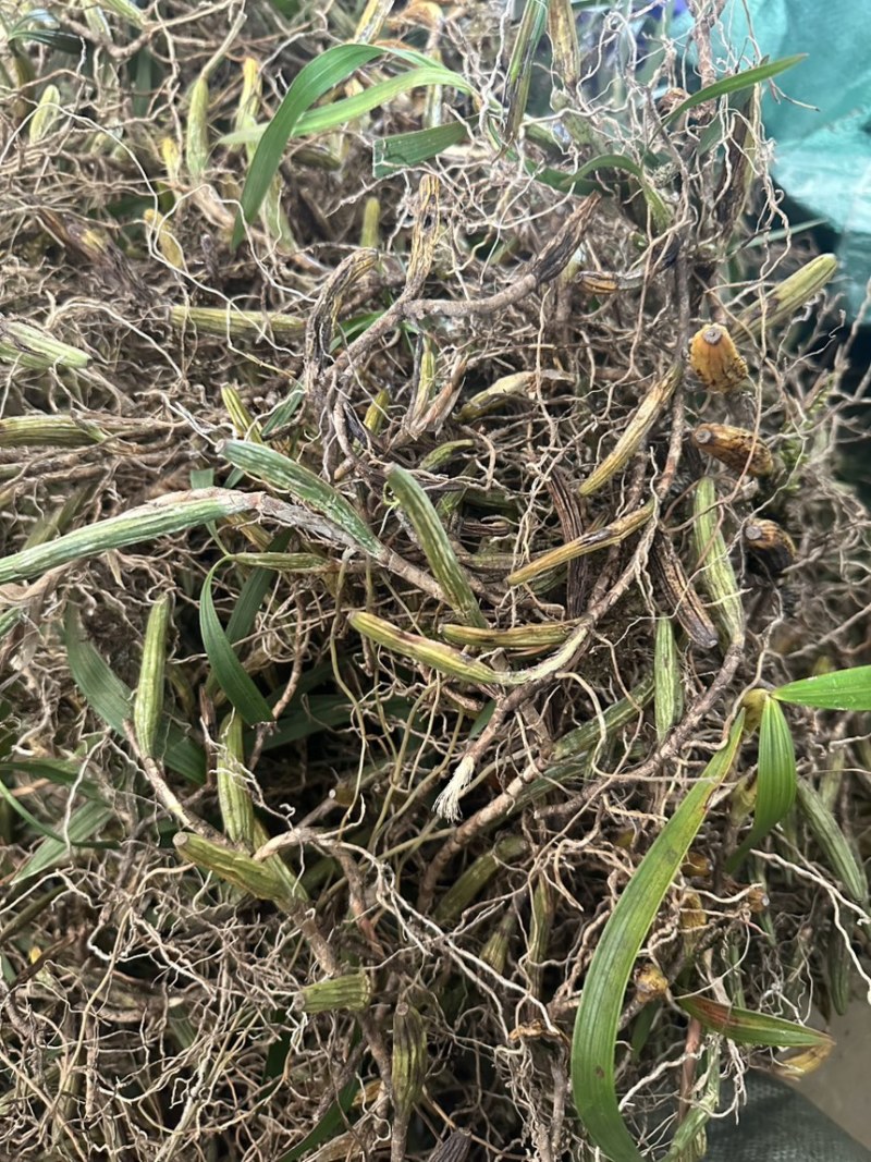 石橄榄批发石橄榄半干通货干货加工厂专用双叶大果