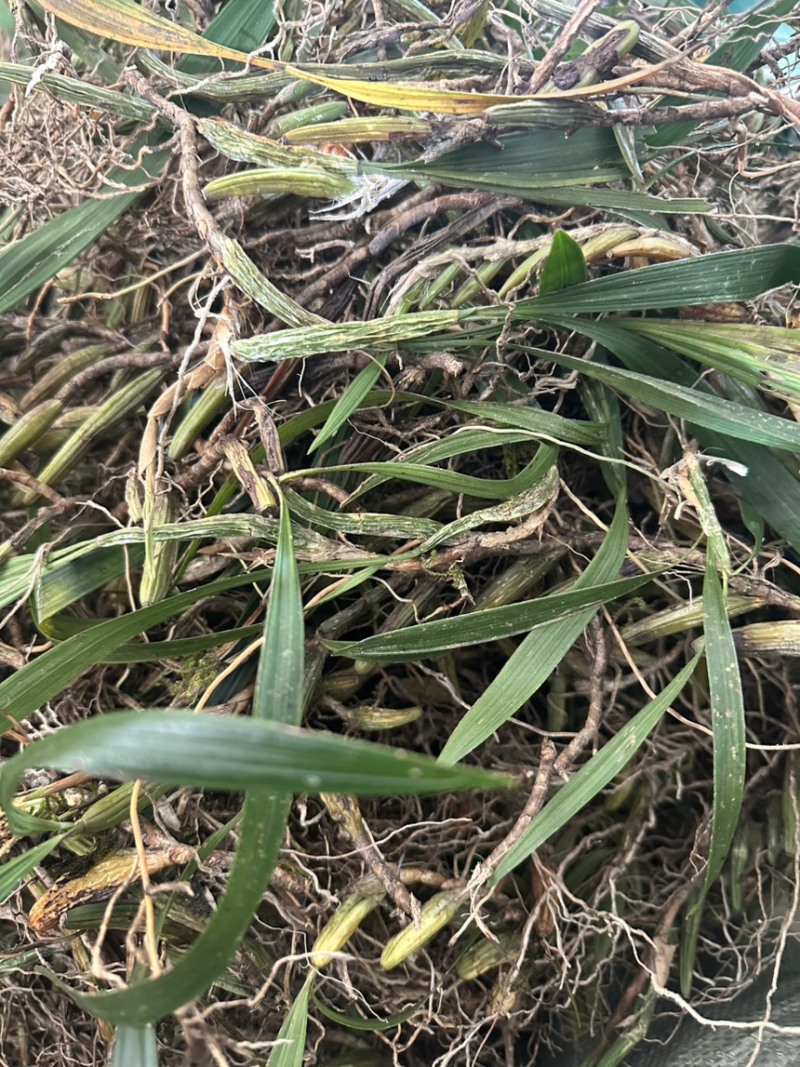 石橄榄批发石橄榄半干通货干货加工厂专用双叶大果