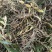石橄榄批发石橄榄半干通货干货加工厂专用双叶大果